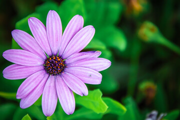 Obraz premium pink cosmos flower