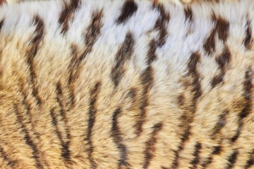 The texture of the tiger animal's fur.