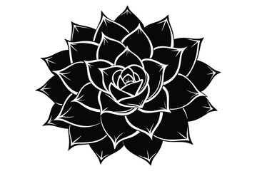 Black and White Graphic of a Succulent Plant with Spiraling Leaf Pattern