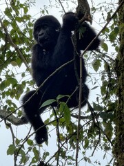 gorilla in a tree
