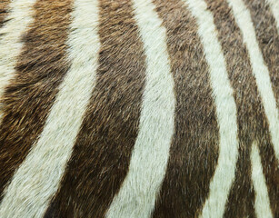 The texture of the zebra animal's fur.