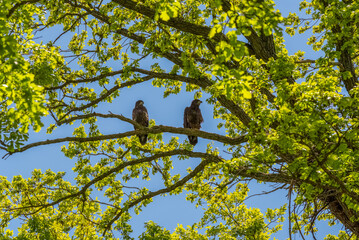 Two Bald Eaglets Perched On A Tree Branch Near Their Nest In De Pere, Wisconsin