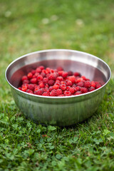 freshly picked wineberries in a bowl in the grass