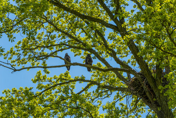 Two Bald Eaglets Perched On A Tree Branch Near Their Nest In De Pere, Wisconsin