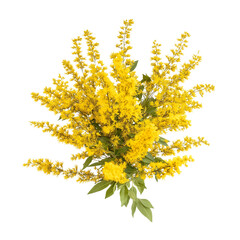 Obraz premium Yellow Goldenrod Floral Cluster PNG Background