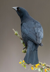  Shiny cowbird in Calden forest environment, La Pampa Province, Patagonia, Argentina.