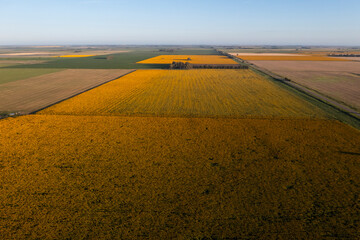 Sunflower cultivation landscape , La Pampa Province, Patagonia Argentina