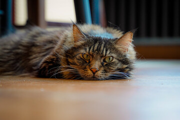 A beautiful long-haired tabby cat lies peacefully on the floor, its head resting flat as it stares...