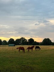 Beautiful horses in the field, sunset summer field with the horses