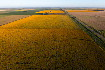 Sunflower cultivation landscape , La Pampa Province, Patagonia Argentina