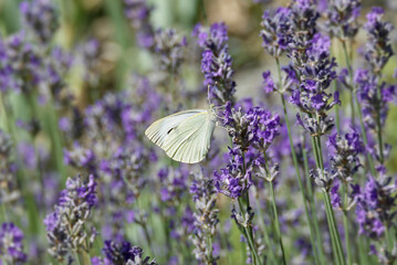 Large white butterfly (Pieris brassicae) perched on lavender in Zurich, Switzerland
