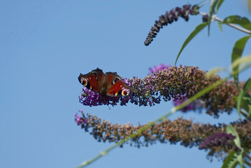 European peacock butterfly (Aglais io) perched on summer lilac in Zurich, Switzerland