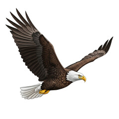 Obraz premium Detailed Illustration of a Majestic Bald Eagle in Flight, Isolated on a Plain Background