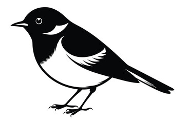 Elegant Vector Illustration of a Pied Flycatcher, Bird with Distinctive Black and White Plumage