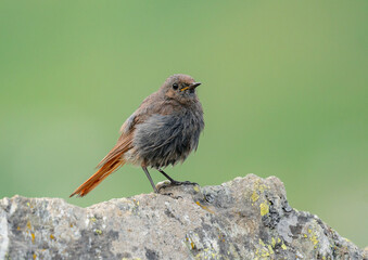 robin on a rock