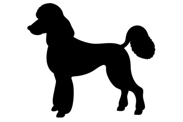 Albino Poodle Dog Silhouette animal