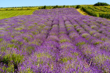 lavender field in Transylvania