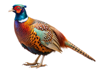 pheasant  isolated on white background. PNG Transparent file type with high definition quality And vibrant color grading Available.