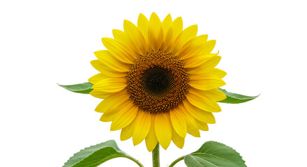 Obraz premium Bright yellow sunflower with detailed petals and natural stem perfect for floral branding summer nature design and eco friendly product visuals