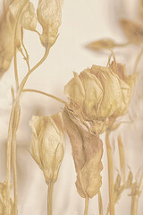 Dried roses with desiccated look on white background
