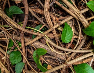 Pile of Twigs and Green Leaves with Natural Texture in Overhead Shot