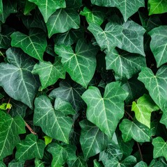 Close Up of Vibrant Green Ivy Leaves Covering a Wall in Natural Light