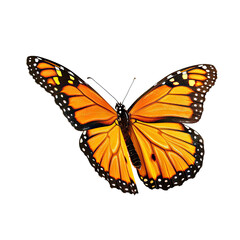 Naklejka premium Orange Monarch Butterfly