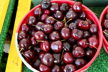 Black Cherries For Sale in Oregon