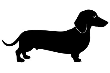 Dachshund dog silhouette on white background animal