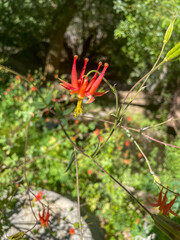 A California Mountain Biome Looking at Columbine in Bloom