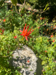 A California Mountain Biome Looking at Columbine in Bloom