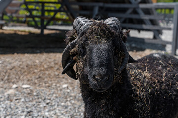 Goats and sheep on a farm in summer