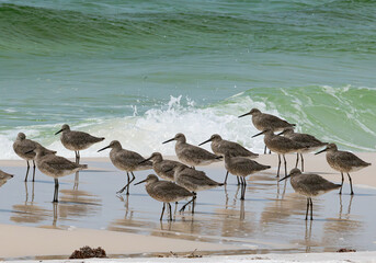 Willets on the Beach