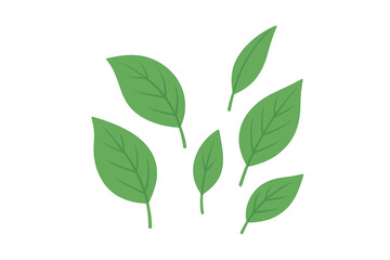 Fototapeta premium Set of simple green leaves vector illustration. Collection of fresh tea leaves or foliage icons. Natural, organic, eco friendly plant concept for flat design. Spring, summer symbol.