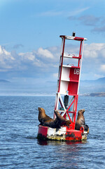 Buoy Rocks With Waves