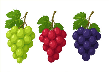 Fresh green, red, and purple grape bunches vector illustration. Realistic vineyard grapes clusters. Transparent background. Fruit harvest, healthy food, natural produce concept.