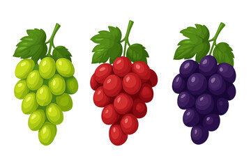 Vibrant Green Red and Purple Grape Bunches Vector Illustration with Leaves, Fresh Fruit Clipart, Isolated Transparent Background, Colorful Realistic Grapes, Healthy Food Design