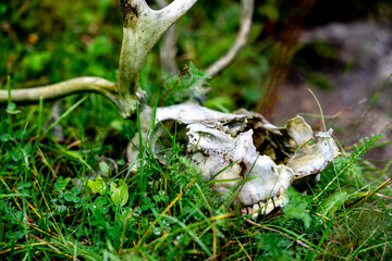 Deer Skull with Antlers in Green Grass: Nature's Cycle in Wilderness, Close-Up of Animal Remains – Wildlife & Mortality
