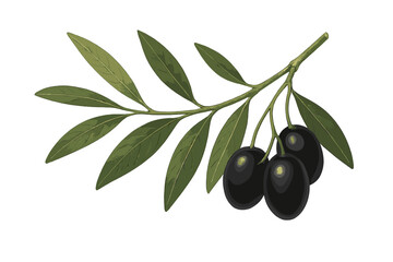 Realistic Black Olives Branch with Green Leaves. Mediterranean Olive Tree Clipart. Healthy Food, Organic Agriculture, Natural Product, Vegan Diet. Mediterranean Cuisine Ingredient Illustration