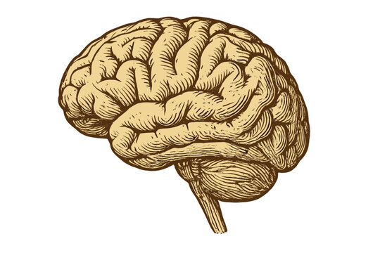 Neuropsychology brain study