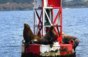 Closeup of Sea Lions on Buoy