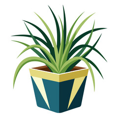spider plant in pot