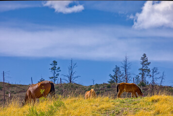 Wild horses freely grazing across the mountains of the Lincoln National Forest, outside of Alto, New Mexico.