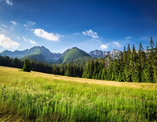 landscape with forest behind the meadow outdoor adventure nature background with blue sky and tatra mountains of poland open vista © Daryl