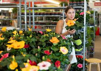 Girl in sales area of flower exhibition examines Chinese hibiscus flower, chooses plants for...