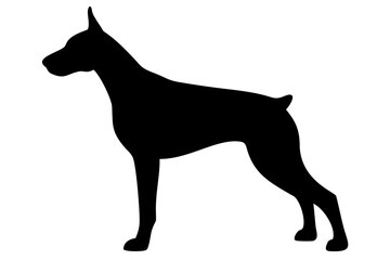 White Doberman Pinscher Silhouette on White Background