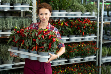 Woman seller examines seedlings of red hot pepper, before sending them to customer, holds pallet...