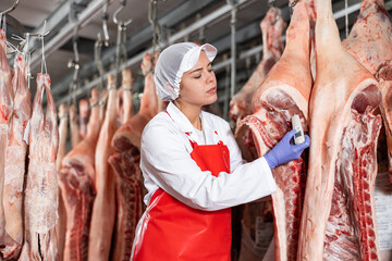 Female butcher inspecting temperature of pig carcass with food thermometer