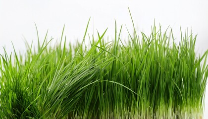 grass on a white background