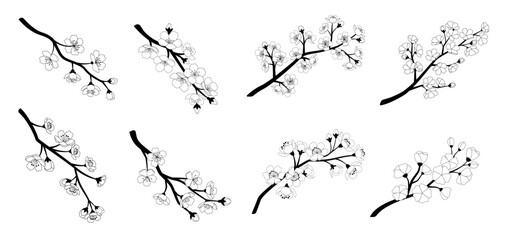 Vector sakura branch illustration isolated